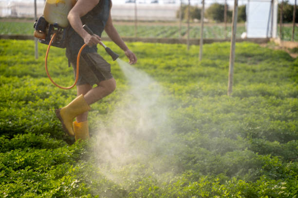 Best Ant Control Services  in Laurel Lake, NJ