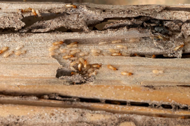 Wasp Removal Services in Laurel Lake, NJ